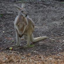 Kangaroo.JPG